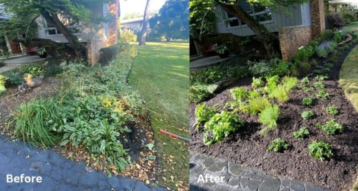 Glenview landscape project with Japanese Maple, boxwoods, hydrangeas and perennials installed from a hand-drawn design plan