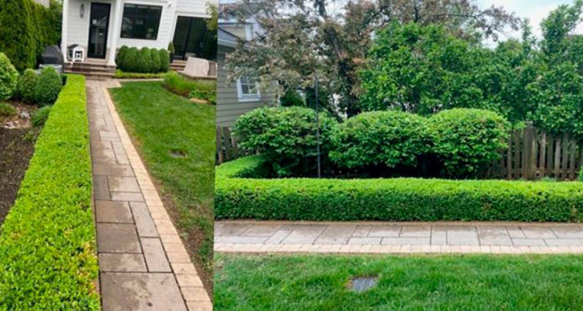 Expert hedge trimming and pruning of boxwoods, shrubs, and arborvitae creating well-maintained, manicured landscapes.