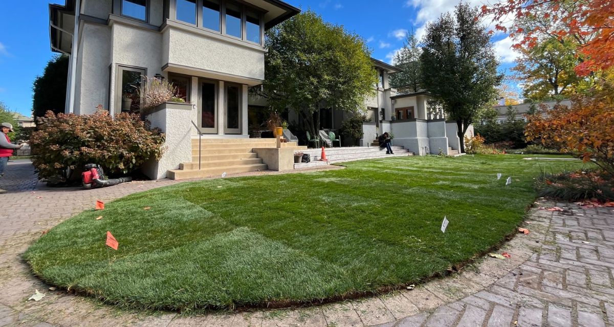 Kentucky Bluegrass sod over graded Kenilworth backyard with French drain system, perforated PVC, river rock installed.