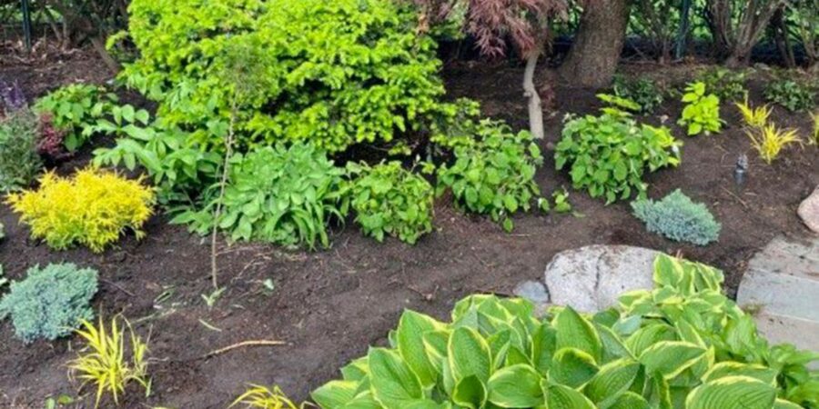 Kenilworth landscape featuring Japanese Maples, Fothergilla, perennials, ornamental grasses, and fresh hardwood mulch.