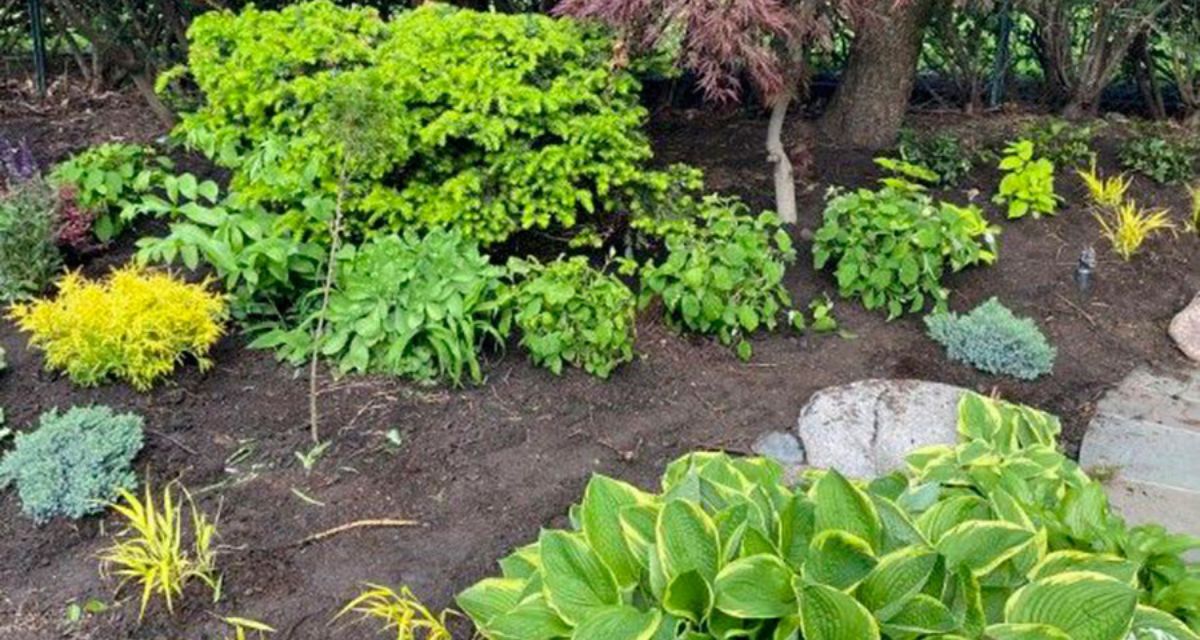 Kenilworth landscape featuring Japanese Maples, Fothergilla, perennials, ornamental grasses, and fresh hardwood mulch.