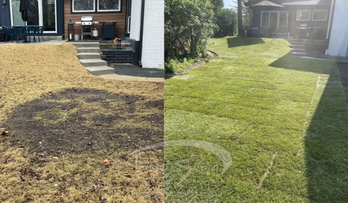 Off-Season Landscaping before and after lawn showing winter preparation leading to healthy spring turf growth.