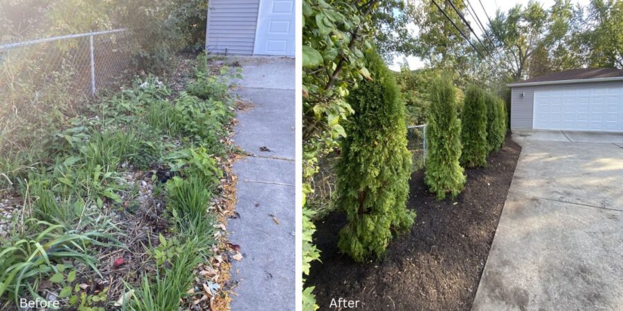 Emerald Green Arborvitae planted along a fence line in Park Ridge, creating a clean evergreen privacy screen with fresh mulch beds.