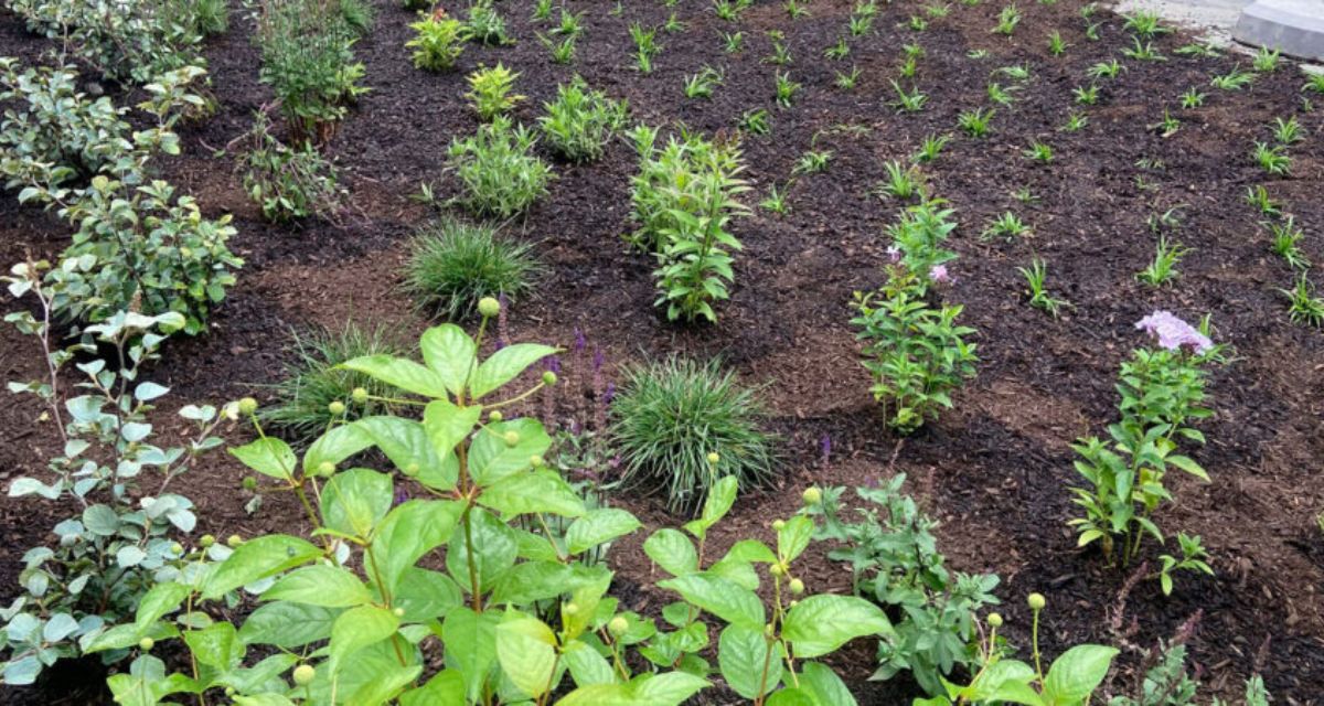 Park Ridge backyard with Unilock walkway, hardwood mulch, and diverse perennials including grasses, salvia, and allium