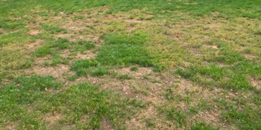Backyard lawn looking patchy with uneven grass, bare spots, and thinning areas showing poor lawn health