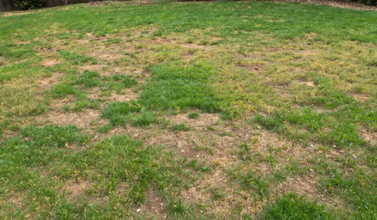 Backyard lawn looking patchy with uneven grass, bare spots, and thinning areas showing poor lawn health