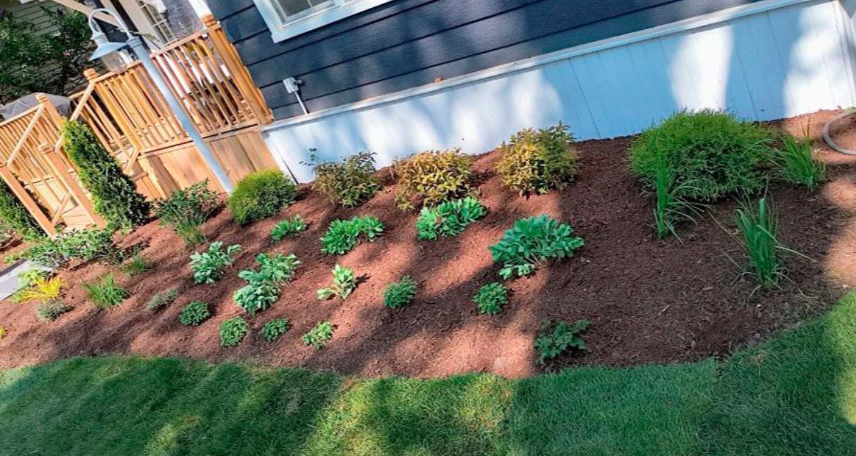Custom Winnetka foundation planting bed with curved edges, fresh mulch, green perennials, ornamental grasses, and shrubs.