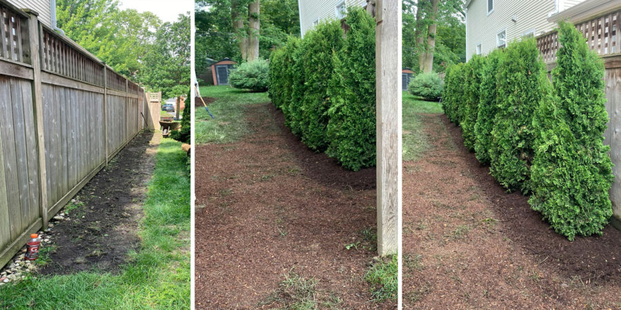 Wilmette arborvitae wall project with layered shrubs, trees, privacy, curb appeal, and integrated landscaping