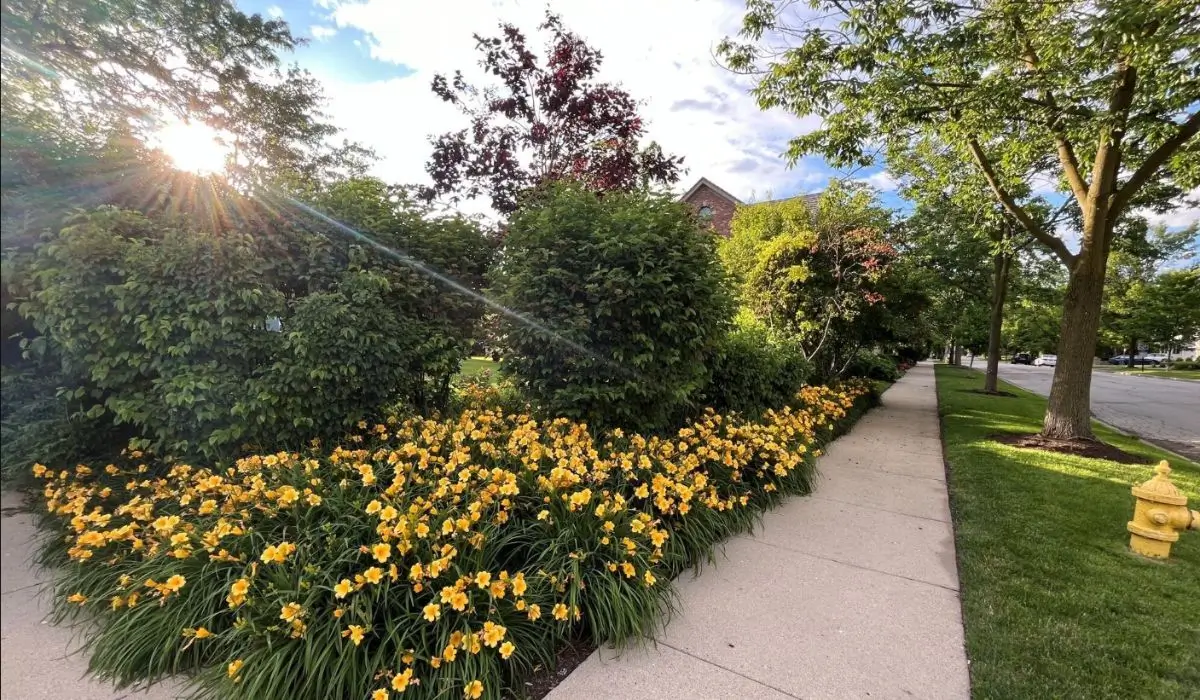 Arborvitae installation with seasonal flower bed and daylilies in North Shore Chicago IL.