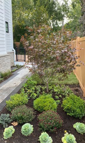Side-yard landscaping with shrubs, perennials, and a privacy fence — low-maintenance and HOA-compliant solution by Tommy Pollina Landscaping.