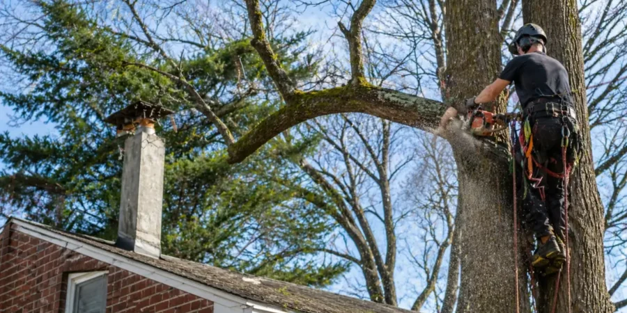 Tree trimming season arborist cutting large branch above residential roof preventing storm damage and improving tree safety.