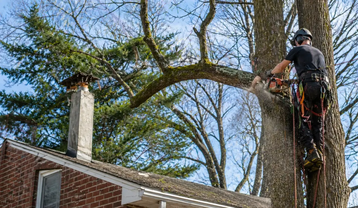 Tree trimming season arborist cutting large branch above residential roof preventing storm damage and improving tree safety.