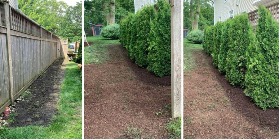 Wilmette arborvitae wall with layered shrubs and trees creating privacy, curb appeal, and integrated landscape design.