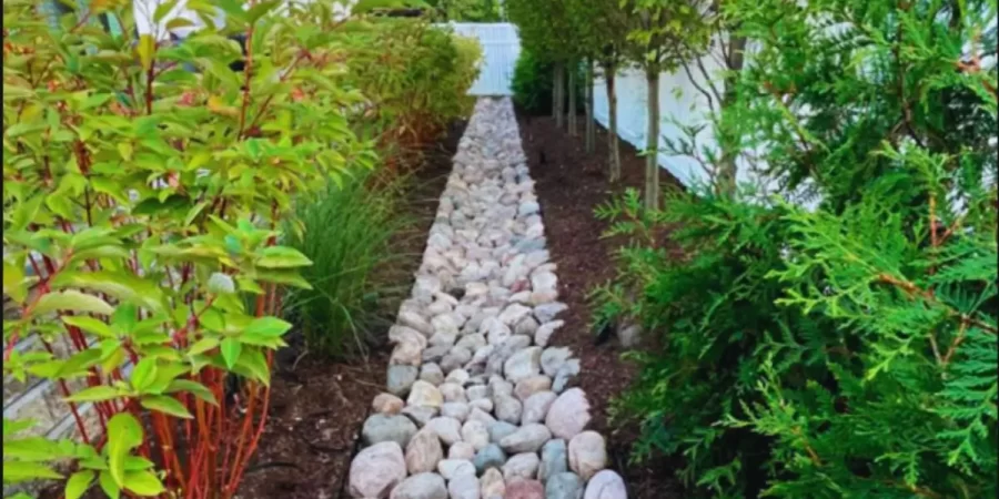 Stone-lined French drain pathway surrounded by winter-hardy plants and evergreen landscaping in a residential North Shore yard.