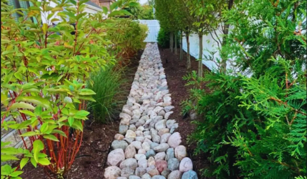 Stone-lined French drain pathway surrounded by winter-hardy plants and evergreen landscaping in a residential North Shore yard.